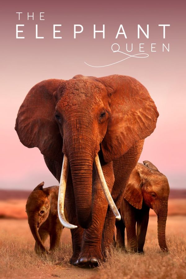 ดูหนังออนไลน์ฟรี The Elephant Queen (2019) อัศจรรย์ราชินีแห่งช้าง